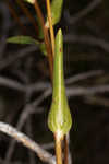 Longleaf sunflower